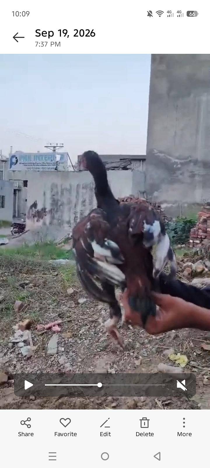 aseel patha 1