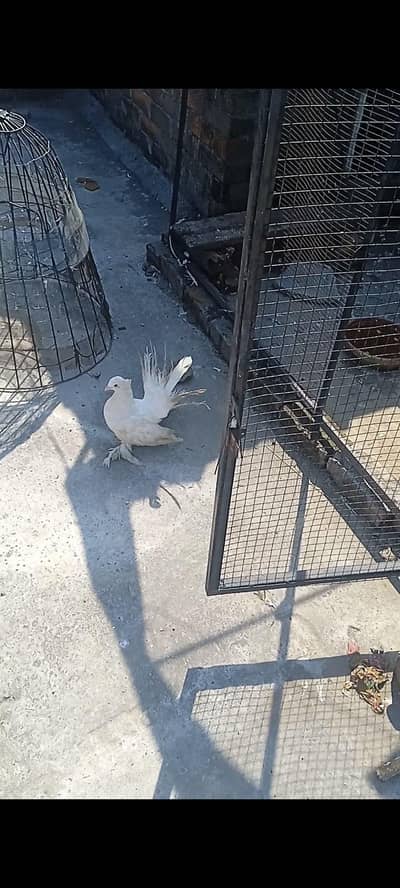 american breedr male for sale price 4500