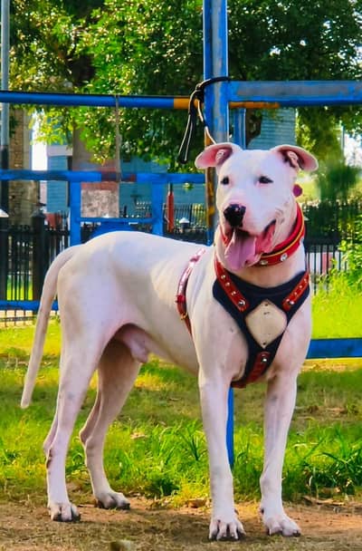 gultair male age 8 month