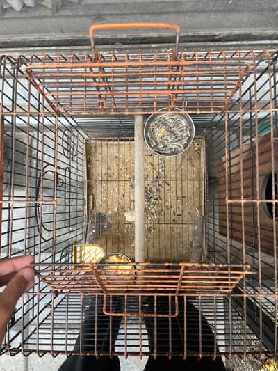 parrot cage