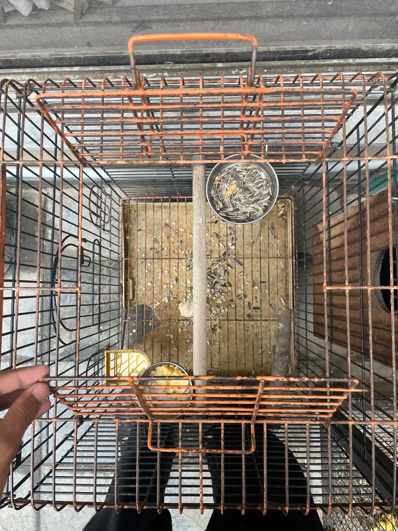 parrot cage