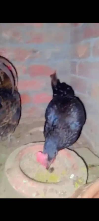 Desi hens