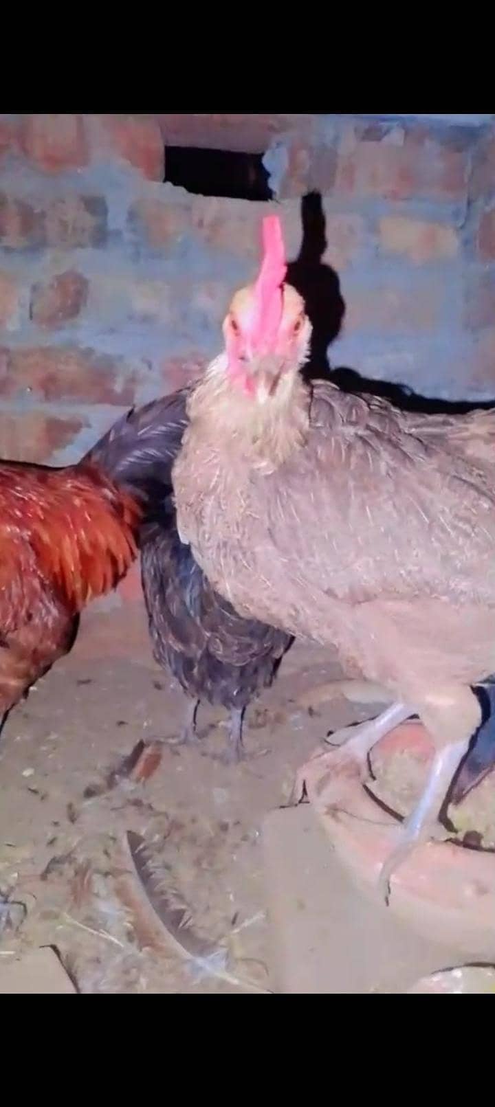 Desi hens 1