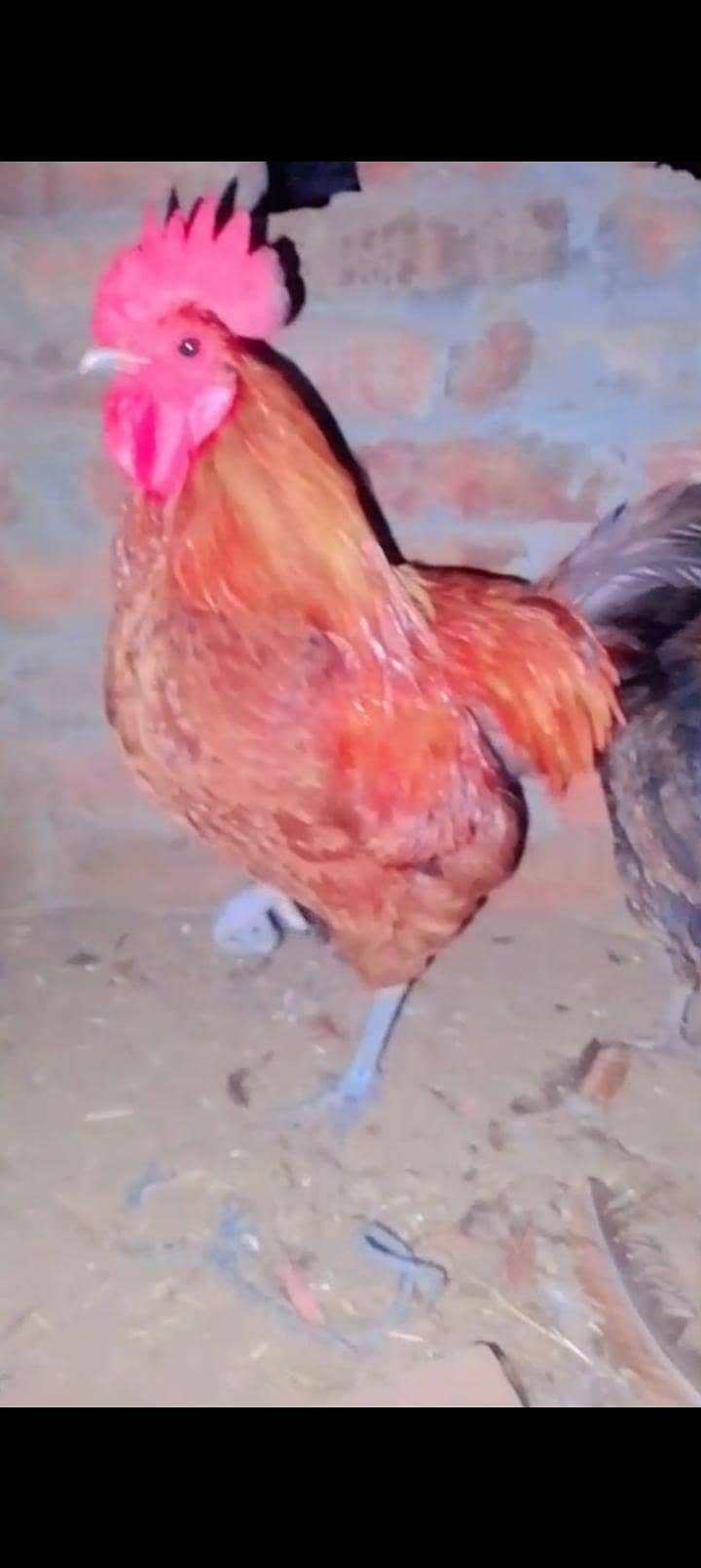 Desi hens 3
