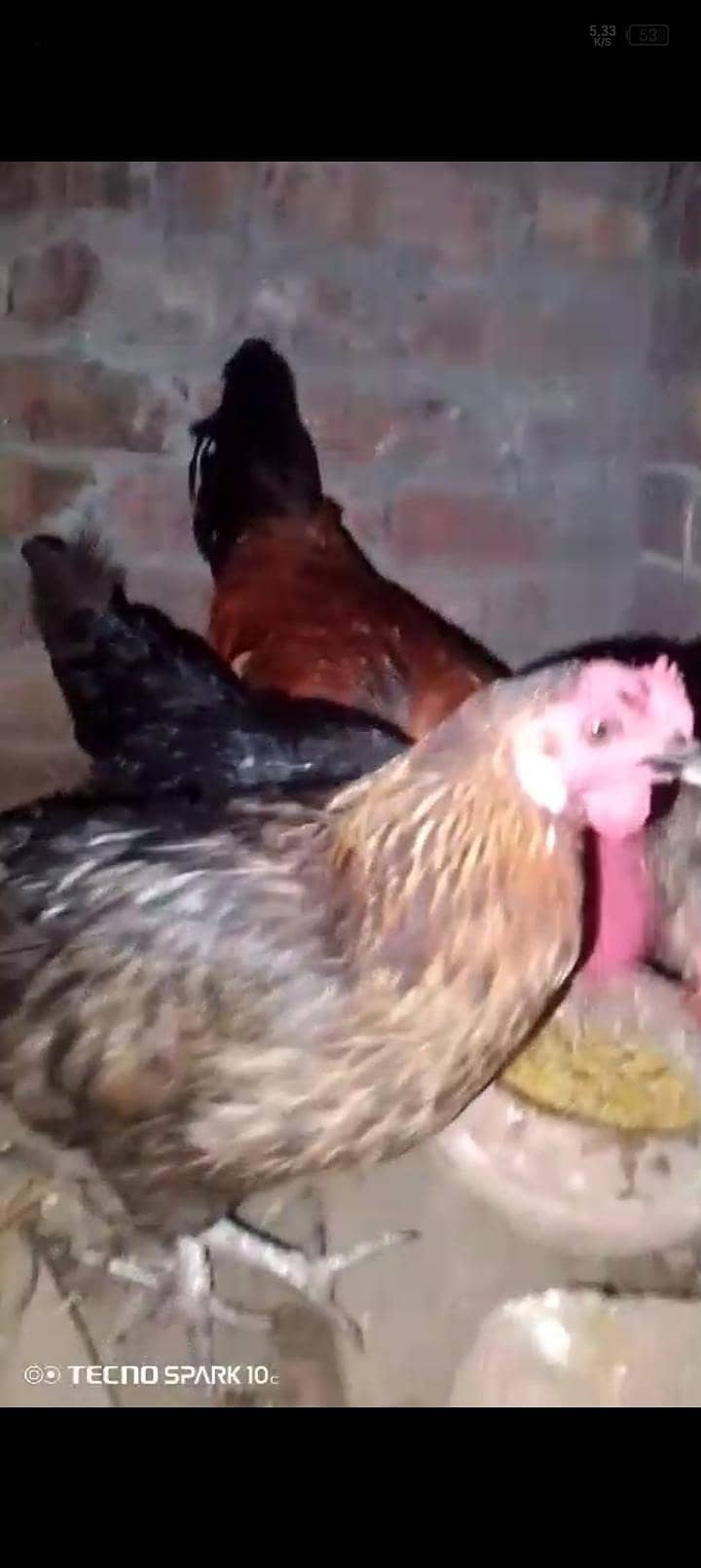 Desi hens 4