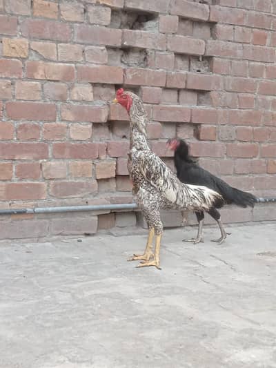 pure Shamu for sale aik male or 2 female hai