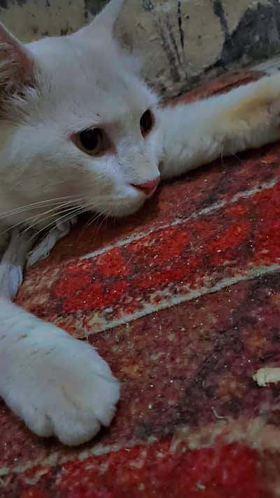 White persion male cat