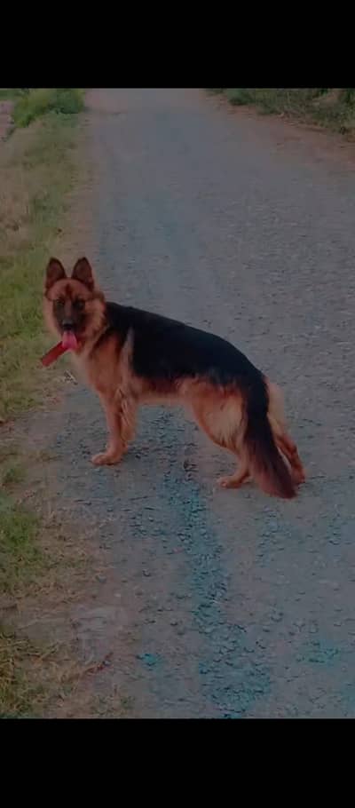 German Shepherd female for sale. .