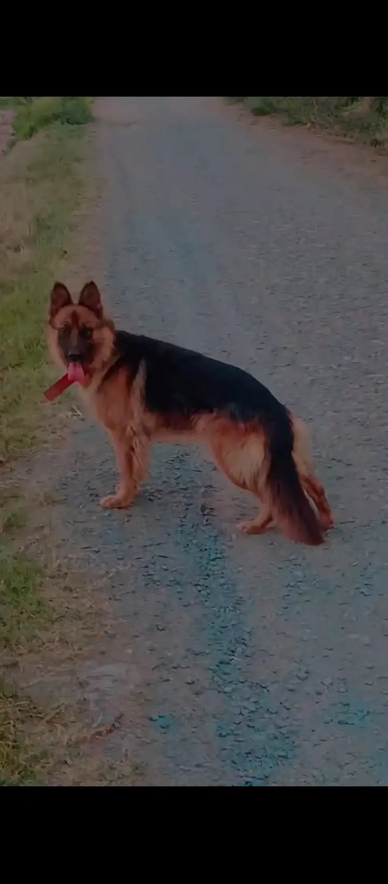 German Shepherd female for sale. .