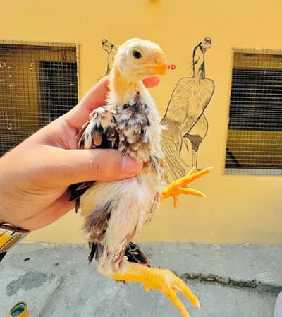 pariot beak long tail Aseel
