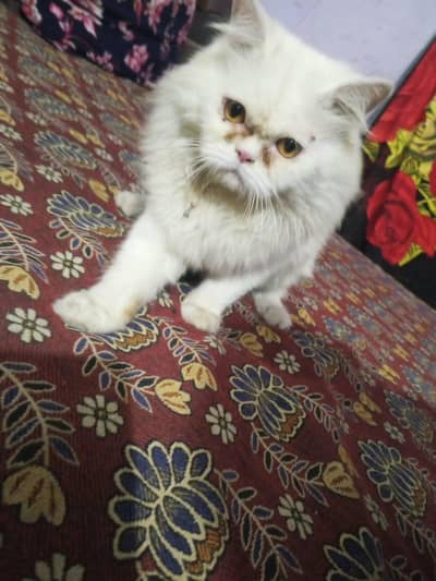 cat for sale