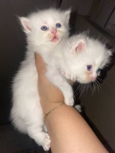 Triple coat persian kittens