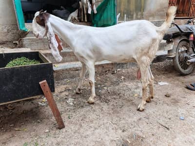 Gulabi Cross Bakri