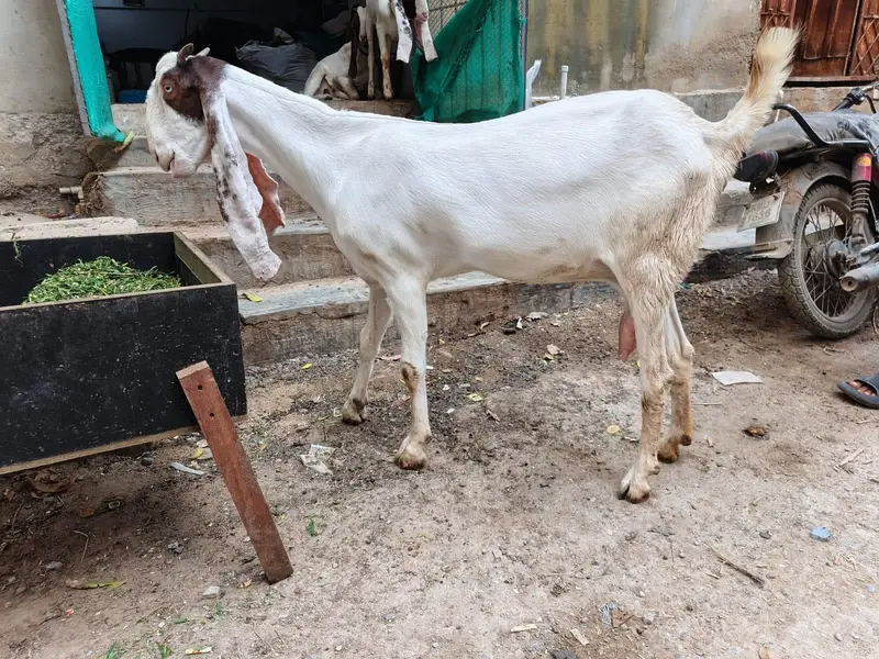 Gulabi Cross Bakri