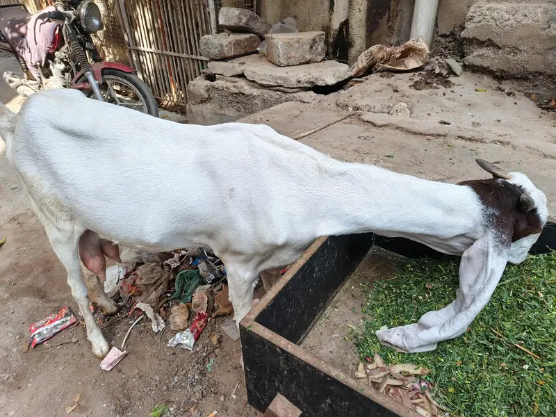 Gulabi Cross Bakri — photo 2