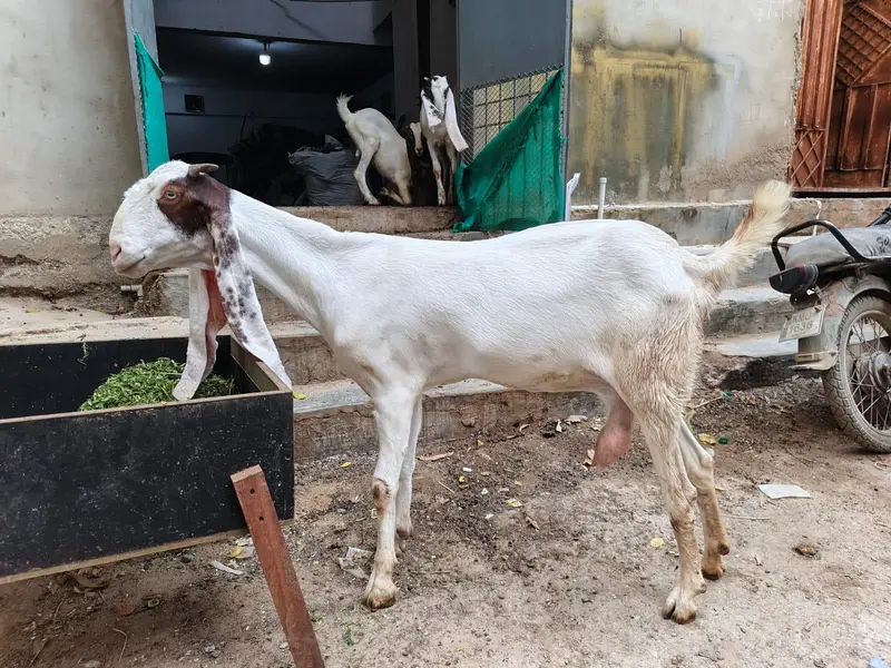 Gulabi Cross Bakri — photo 3