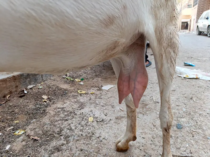 Gulabi Cross Bakri — photo 4