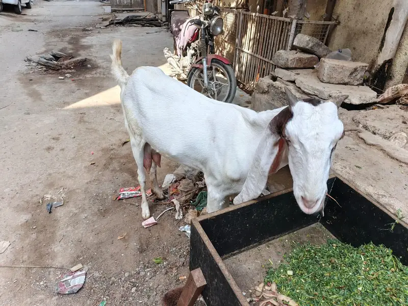 Gulabi Cross Bakri — photo 5