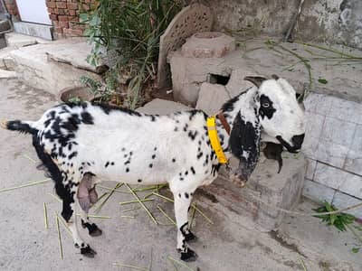 aik baqri or Sath aik lala