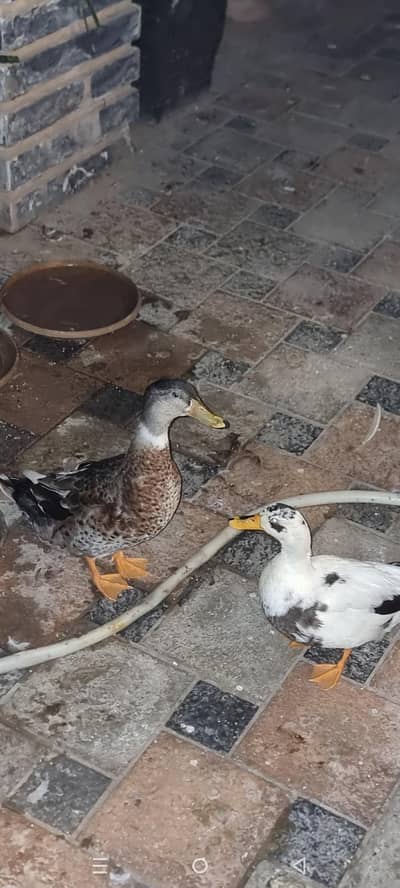 A Pair of Ducks for Urgent Sale