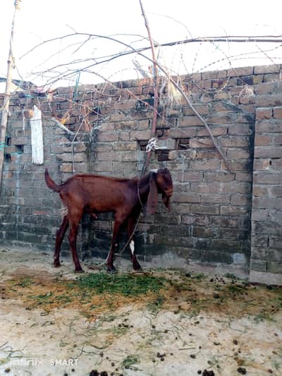 bakra for sell