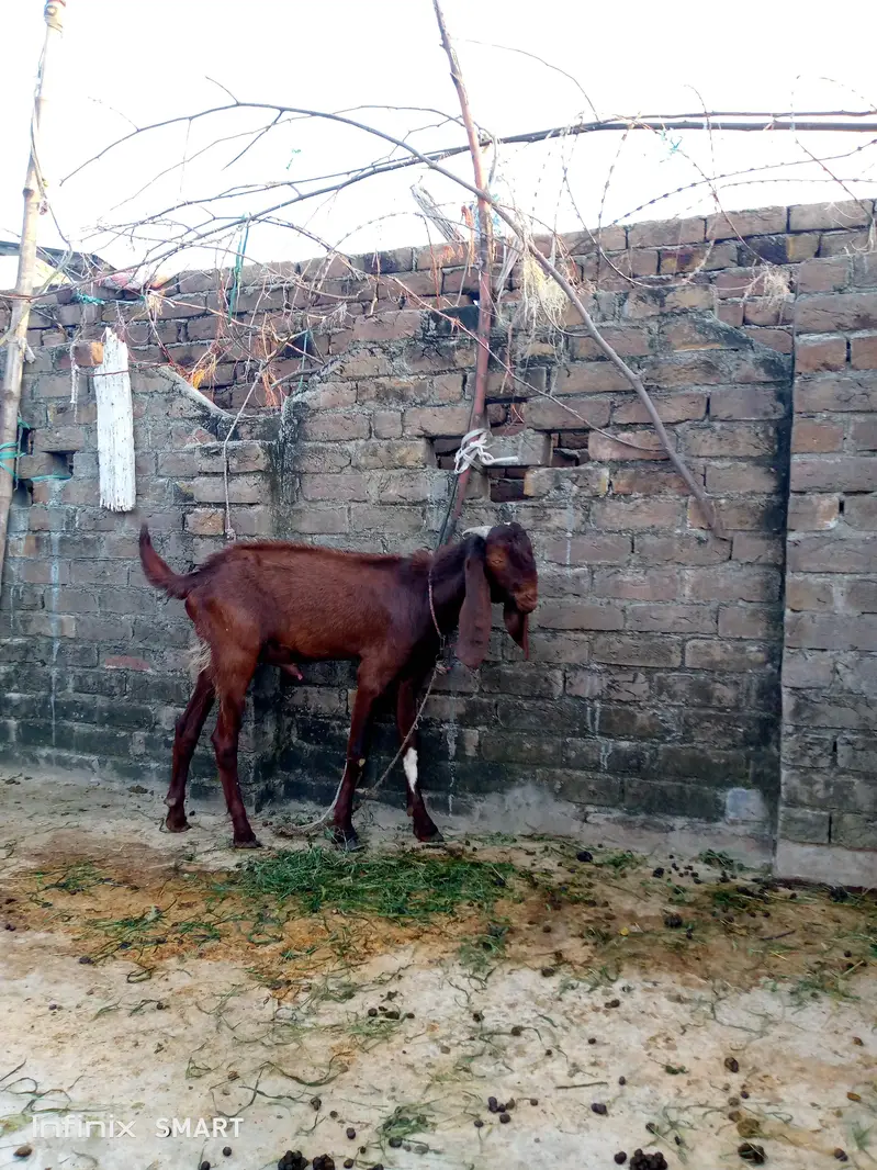 bakra for sell