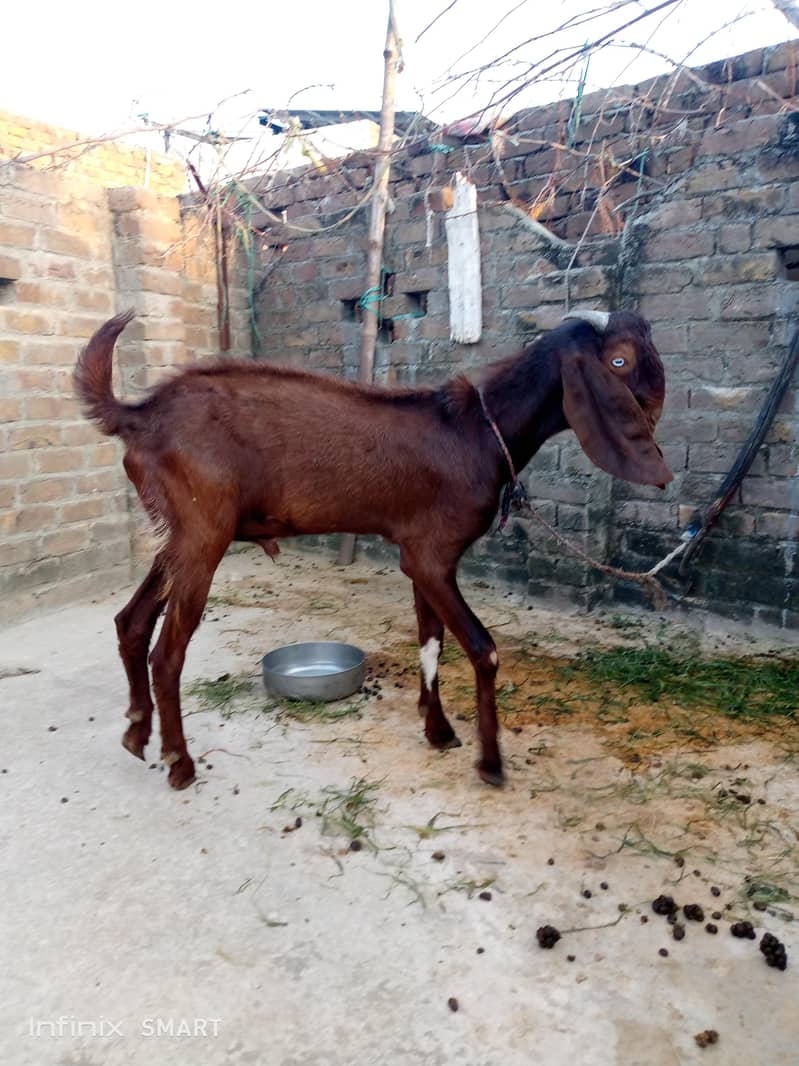 bakra for sell 1