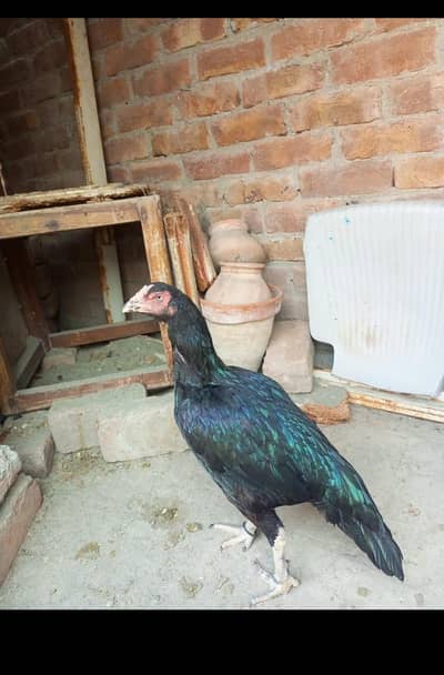 Aseel Hen for sell