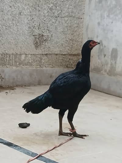 Aseel Thai Maadi
