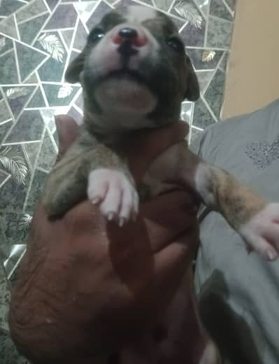 male gultair