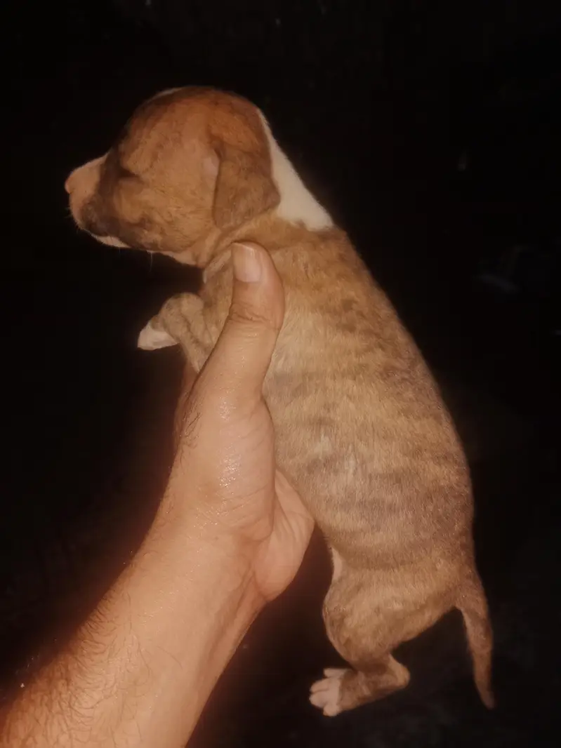 male gultair — photo 2