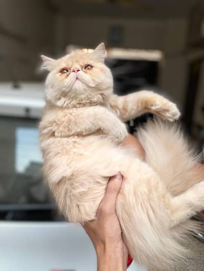 Persian Peki,Piki,Peke Fawn  kitten