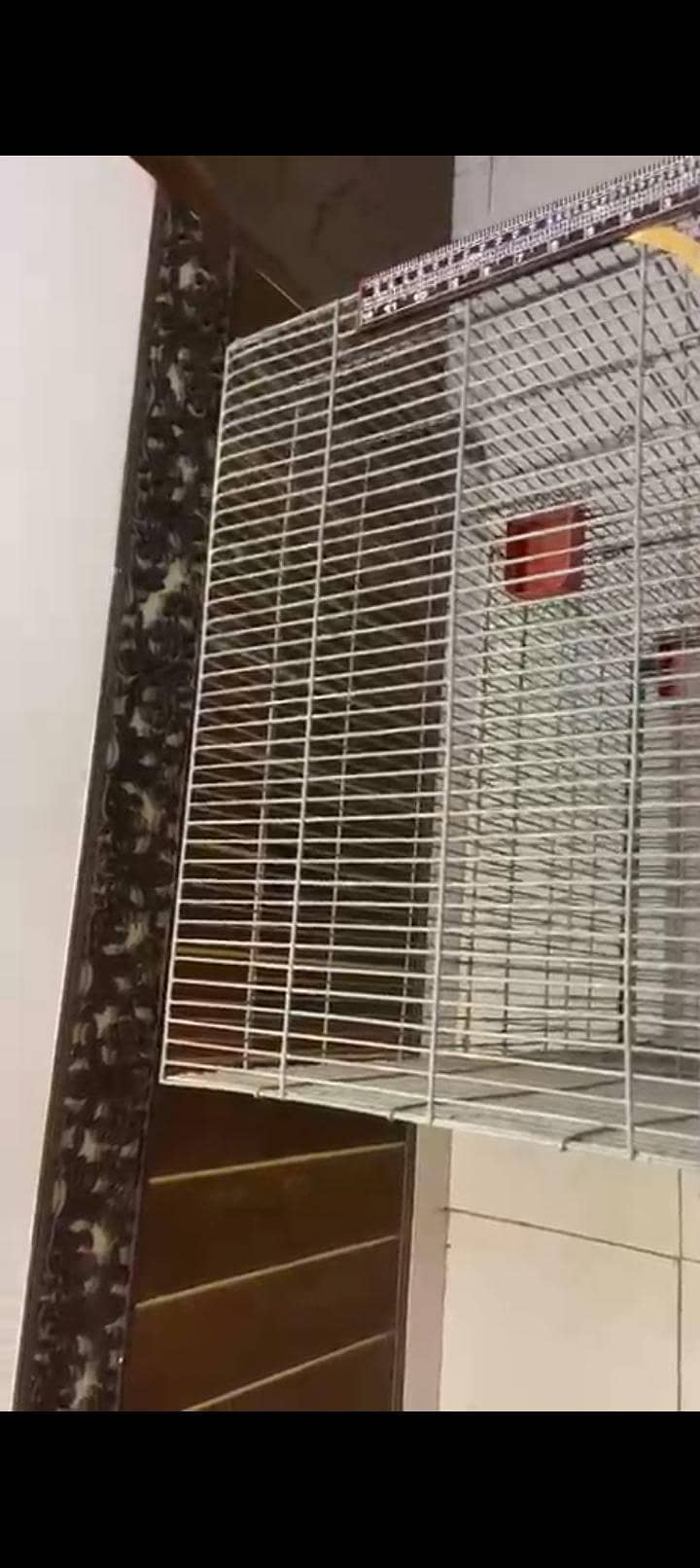 bird cage 2