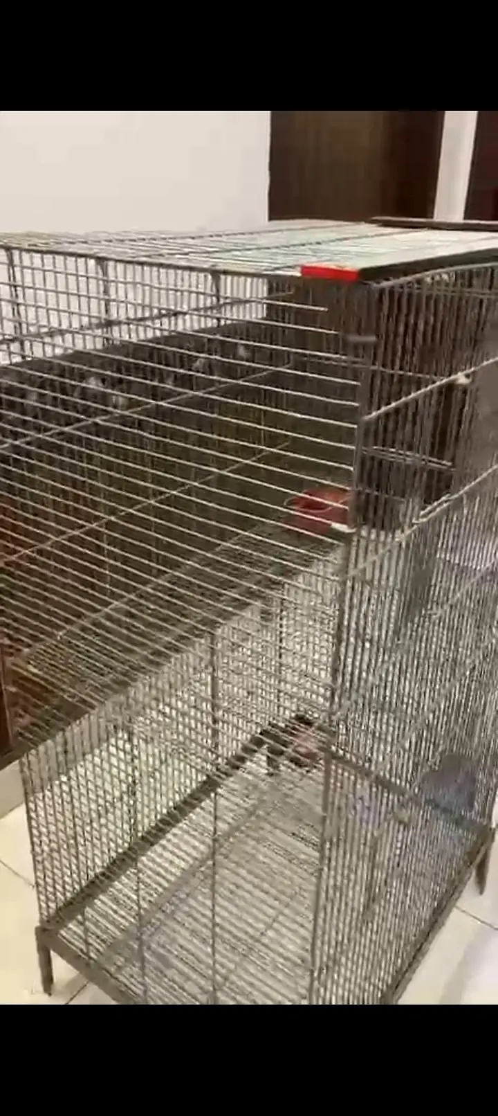 bird cage — photo 4