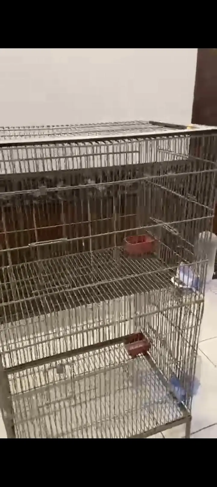 bird cage — photo 5