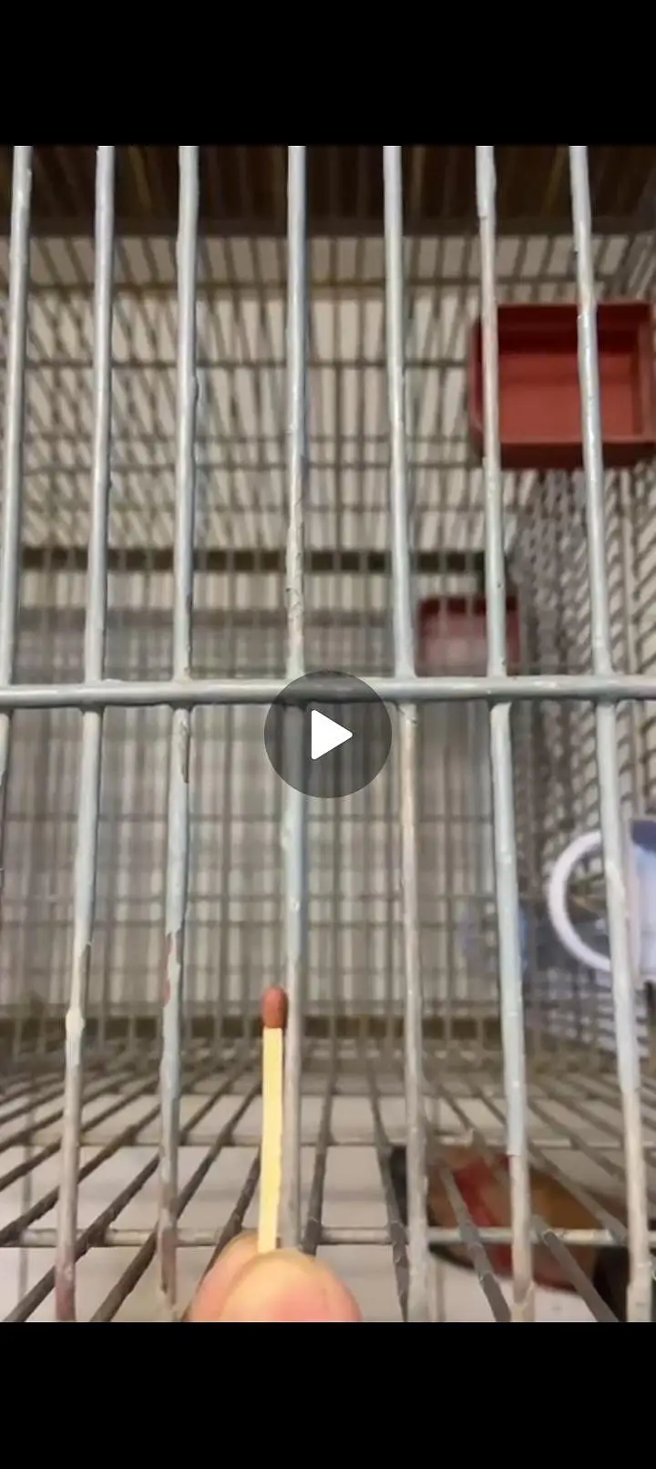 bird cage — photo 8