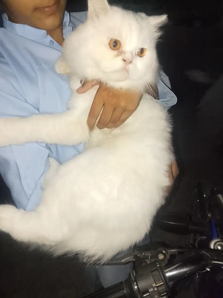 Cat for sale