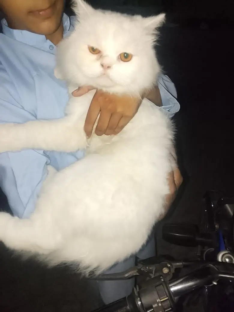 Cat for sale — photo 2
