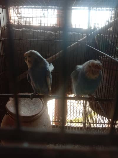 hogo budgies parrot