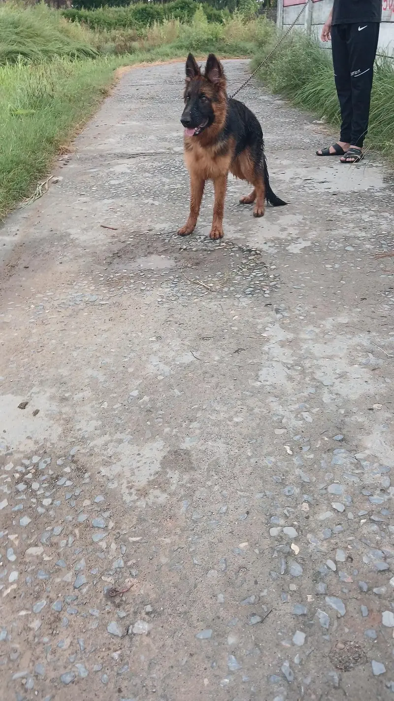 Pure bred german shepherd female — photo 2