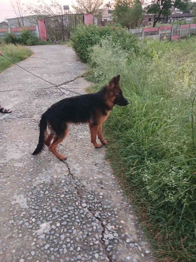 Pure bred german shepherd female — photo 3