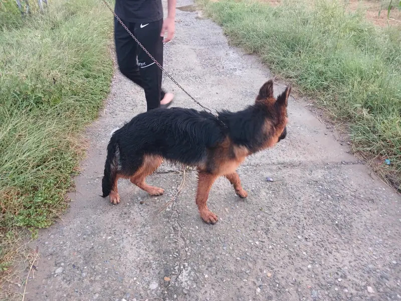 Pure bred german shepherd female — photo 4