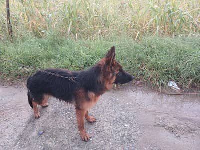 Pure bred german shepherd female