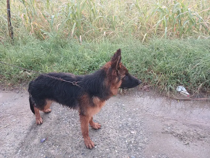 Pure bred german shepherd female