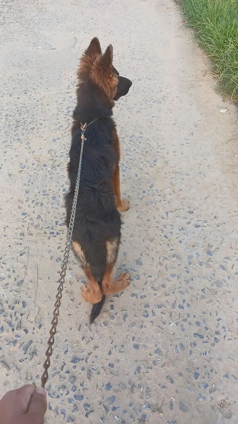 Pure bred german shepherd female — photo 5