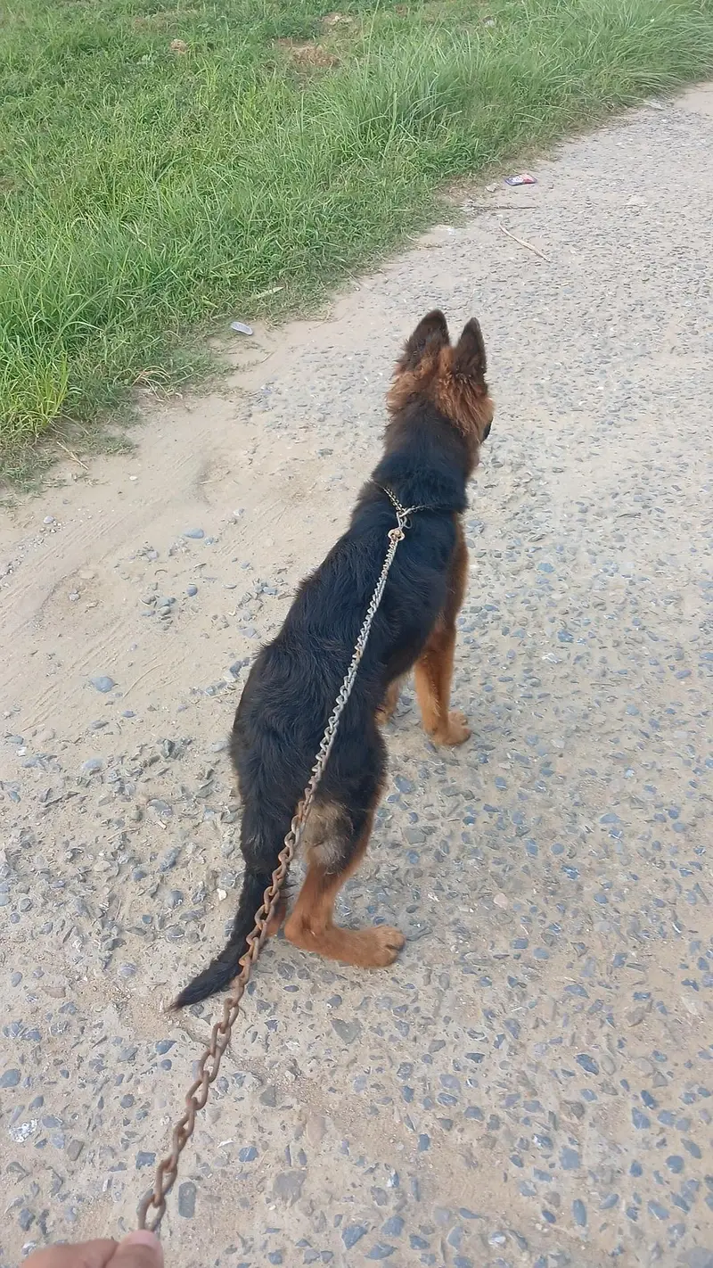 Pure bred german shepherd female — photo 6