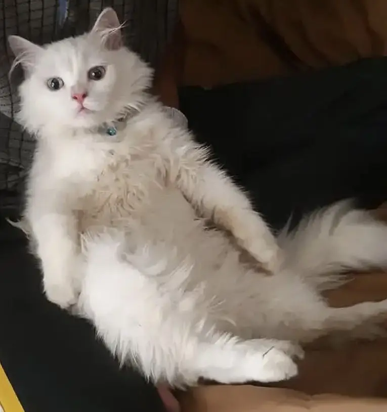 Persian cat male