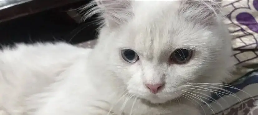 Persian cat male — photo 2