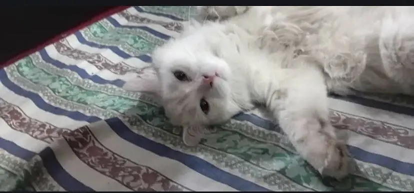 Persian cat male — photo 3