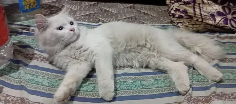 Persian cat male — photo 4